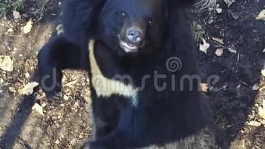 喜马拉雅<strong>黑熊</strong>站在后爪上的肖像。 俄罗斯<strong>野生动物</strong>园